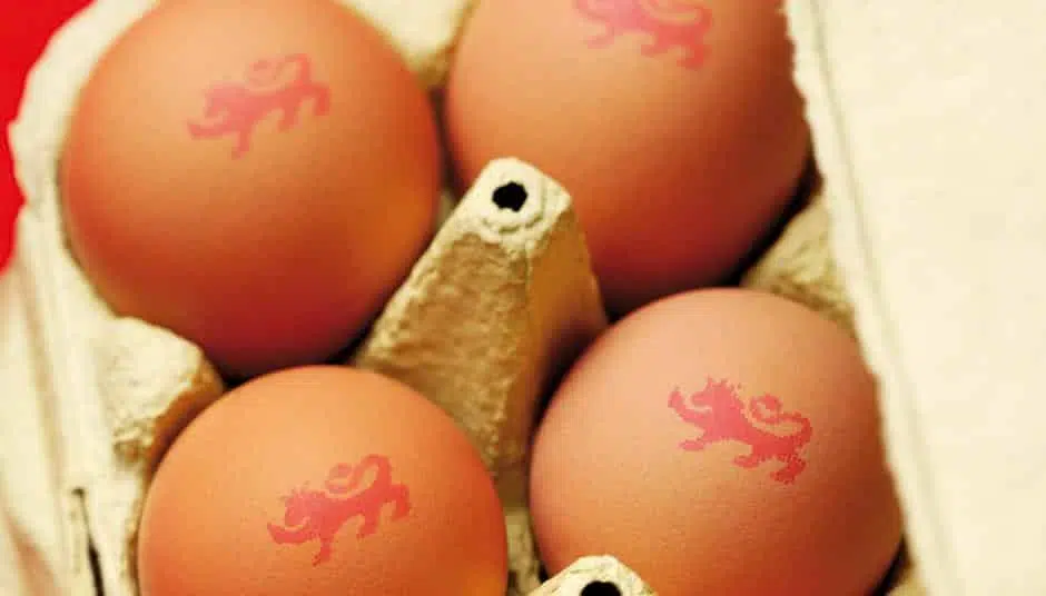 تخم مرغ های lion egg در بارداری