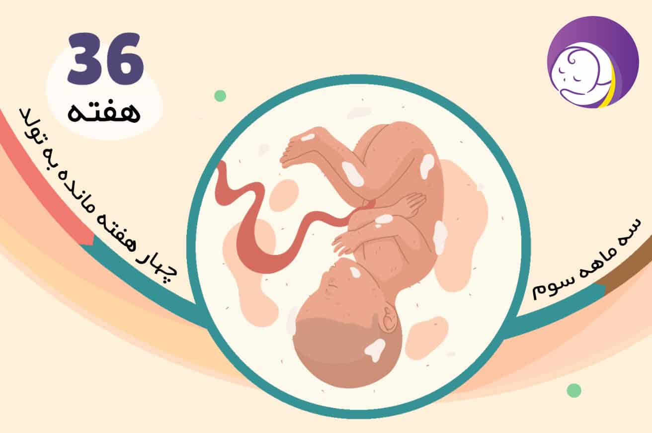 هفته 36 بارداری ، برای چه چیزهایی آماده باشم؟